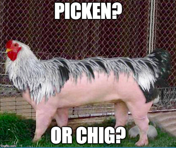 Name it. | PICKEN? OR CHIG? | image tagged in pig,chicken,bacon | made w/ Imgflip meme maker