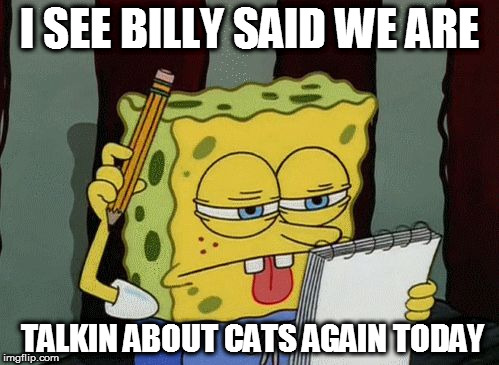 https://www.google.ca/imgres?imgurl=http%3A%2F%2Fmedia0.giphy.co | I SEE BILLY SAID WE ARE; TALKIN ABOUT CATS AGAIN TODAY | image tagged in https//wwwgoogleca/imgresimgurlhttp3a2f2fmedia0giphyco | made w/ Imgflip meme maker