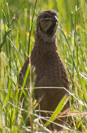 Quail Blank Meme Template