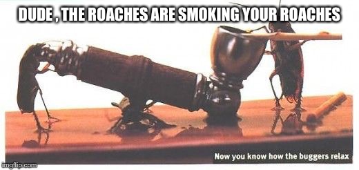 DUDE , THE ROACHES ARE SMOKING YOUR ROACHES | made w/ Imgflip meme maker