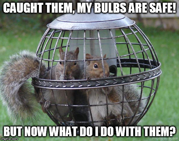 my garden is safe | CAUGHT THEM, MY BULBS ARE SAFE! BUT NOW WHAT DO I DO WITH THEM? | image tagged in squirrels | made w/ Imgflip meme maker