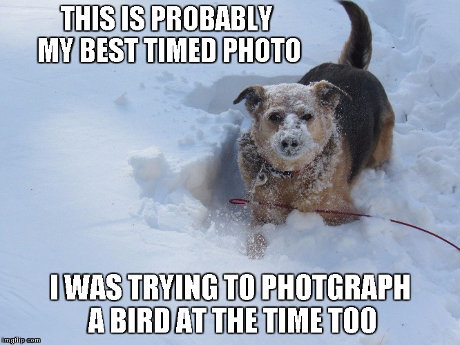 THIS IS PROBABLY MY BEST TIMED PHOTO I WAS TRYING TO PHOTGRAPH A BIRD AT THE TIME TOO | image tagged in dog in snow | made w/ Imgflip meme maker