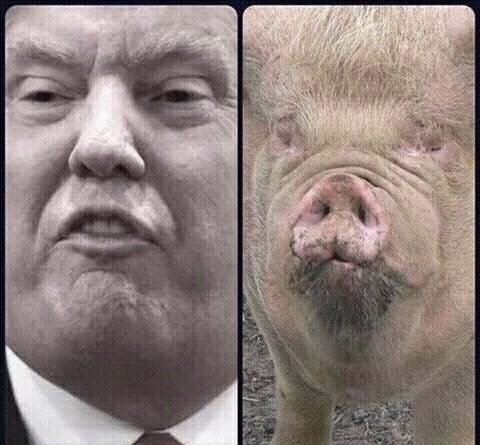 Donald Swine Trump  Blank Meme Template