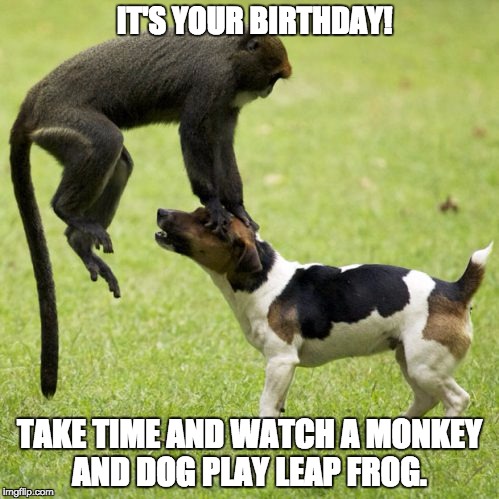IT'S YOUR BIRTHDAY! TAKE TIME AND WATCH A MONKEY AND DOG PLAY LEAP FROG. | image tagged in monkey and dog leap frog | made w/ Imgflip meme maker