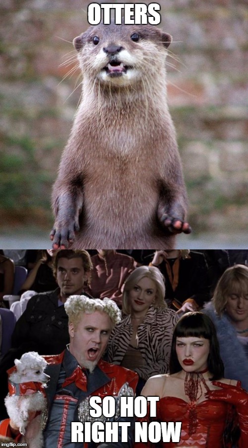 OTTERS; SO HOT RIGHT NOW | image tagged in otter,zoolander | made w/ Imgflip meme maker