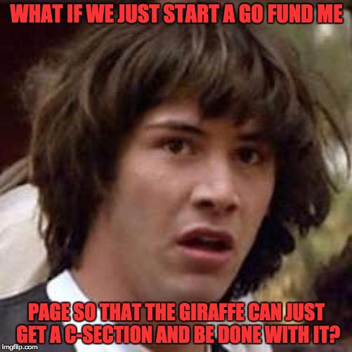 Conspiracy Keanu Meme | WHAT IF WE JUST START A GO FUND ME; PAGE SO THAT THE GIRAFFE CAN JUST GET A C-SECTION AND BE DONE WITH IT? | image tagged in memes,conspiracy keanu | made w/ Imgflip meme maker