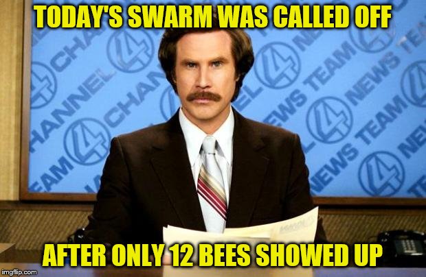 BREAKING NEWS | TODAY'S SWARM WAS CALLED OFF; AFTER ONLY 12 BEES SHOWED UP | image tagged in breaking news | made w/ Imgflip meme maker