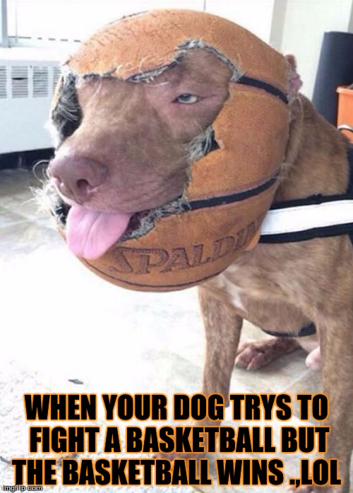 basketball dog | WHEN YOUR DOG TRYS TO FIGHT A BASKETBALL BUT THE BASKETBALL WINS .,LOL | image tagged in basketball dog | made w/ Imgflip meme maker