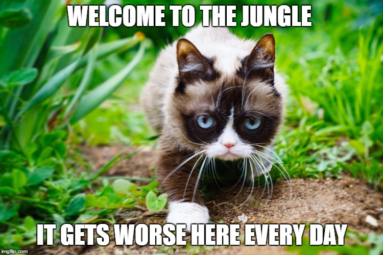 Grumpy Cat in a Jungle! | WELCOME TO THE JUNGLE; IT GETS WORSE HERE EVERY DAY | image tagged in grumpy cat in a jungle | made w/ Imgflip meme maker