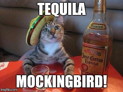 tequila cat | TEQUILA; MOCKINGBIRD! | image tagged in tequila cat | made w/ Imgflip meme maker