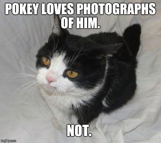 POKEY LOVES PHOTOGRAPHS OF HIM. NOT. | made w/ Imgflip meme maker