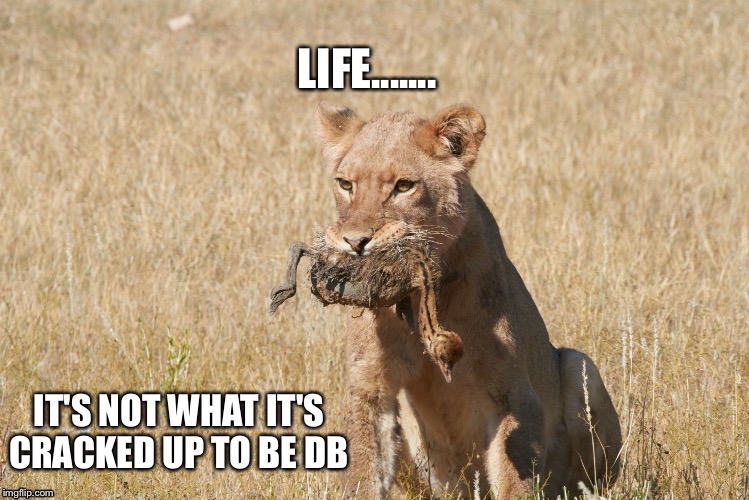 "life antinatalism death lion ostrich" Memes & GIFs.