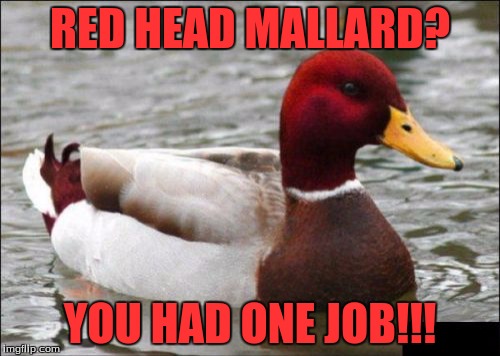 Malicious Advice Mallard Meme | RED HEAD MALLARD? YOU HAD ONE JOB!!! | image tagged in memes,malicious advice mallard | made w/ Imgflip meme maker