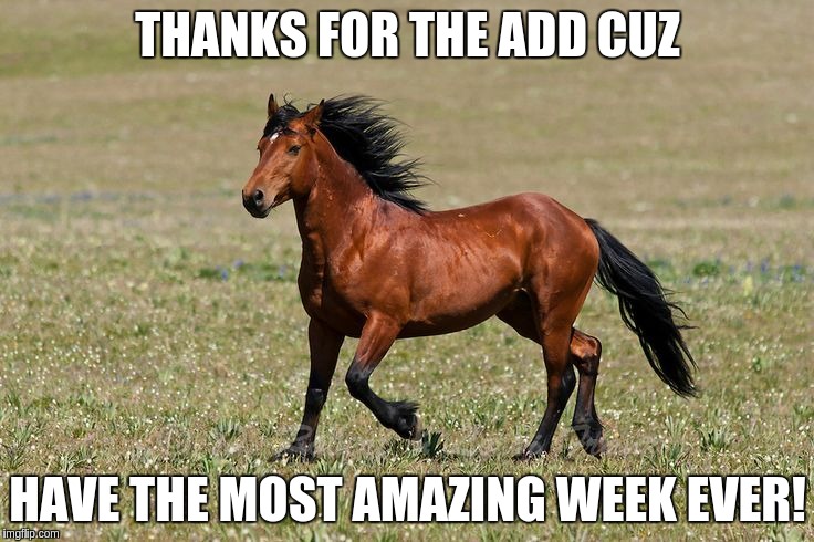 THANKS FOR THE ADD CUZ; HAVE THE MOST AMAZING WEEK EVER! | image tagged in ponyfaceadd | made w/ Imgflip meme maker