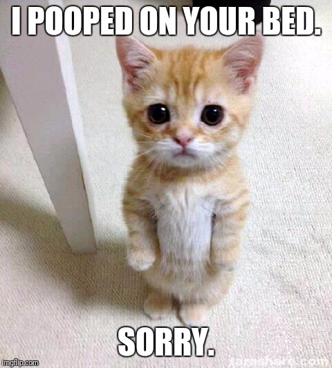 Cute Cat | I POOPED ON YOUR BED. SORRY. | image tagged in memes,cute cat | made w/ Imgflip meme maker