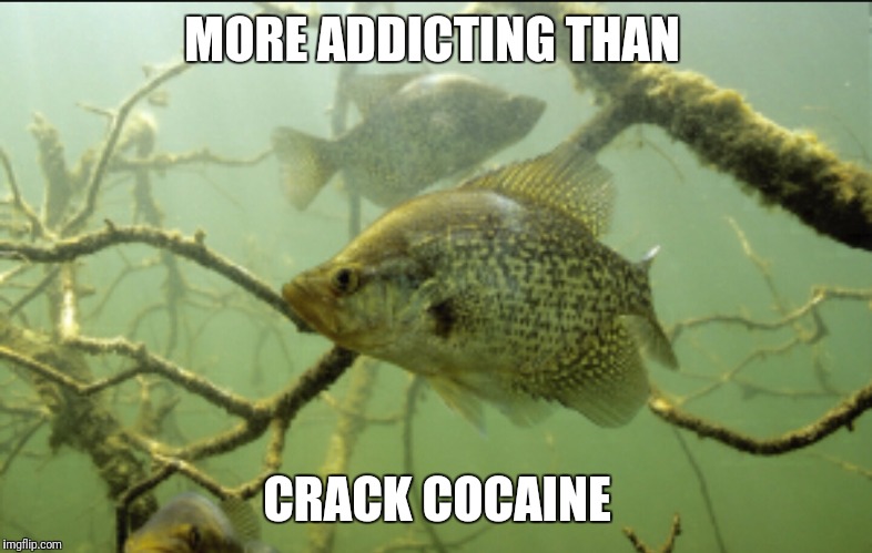 Crappie fishing addiction | MORE ADDICTING THAN; CRACK COCAINE | image tagged in fishing,ice fishing | made w/ Imgflip meme maker