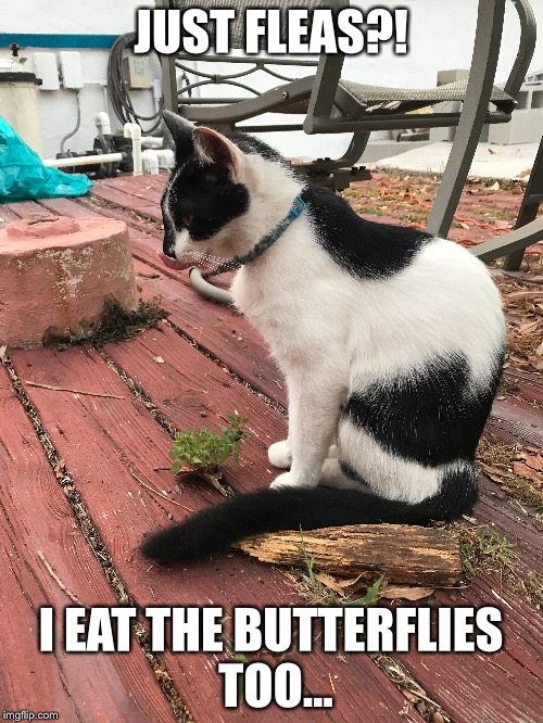 Just fleas? | JUST FLEAS?! I EAT THE BUTTERFLIES TOO... | image tagged in cats,funny animals,funny cats,fleas | made w/ Imgflip meme maker