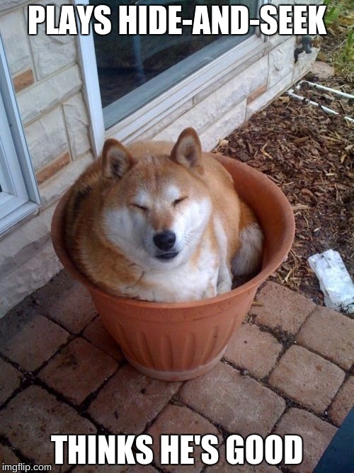 plant doge | PLAYS HIDE-AND-SEEK; THINKS HE'S GOOD | image tagged in plant doge | made w/ Imgflip meme maker