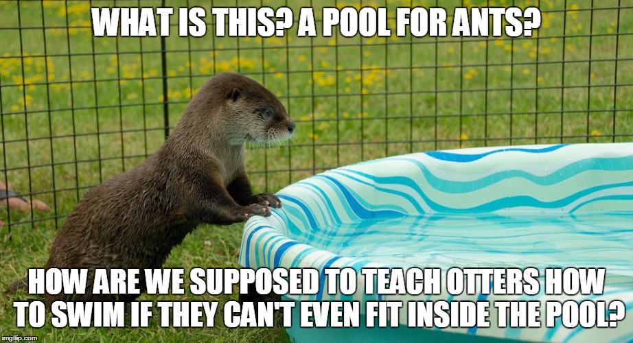 WHAT IS THIS? A POOL FOR ANTS? HOW ARE WE SUPPOSED TO TEACH OTTERS HOW TO SWIM IF THEY CAN'T EVEN FIT INSIDE THE POOL? | image tagged in otter,zoolander | made w/ Imgflip meme maker
