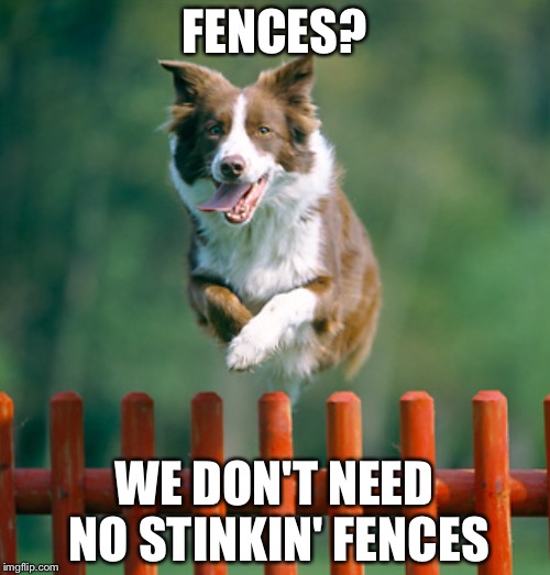 See my Dog, Ray jumping over a fence. Gotta be worth a leader board post right? He's jumping over a fence. | FENCES? WE DON'T NEED NO STINKIN' FENCES | image tagged in dog | made w/ Imgflip meme maker