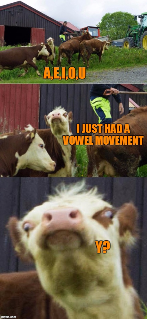 Holy crap cow, that's dumb. | A,E,I,O,U; I JUST HAD A VOWEL MOVEMENT; Y? | image tagged in bad pun cow | made w/ Imgflip meme maker