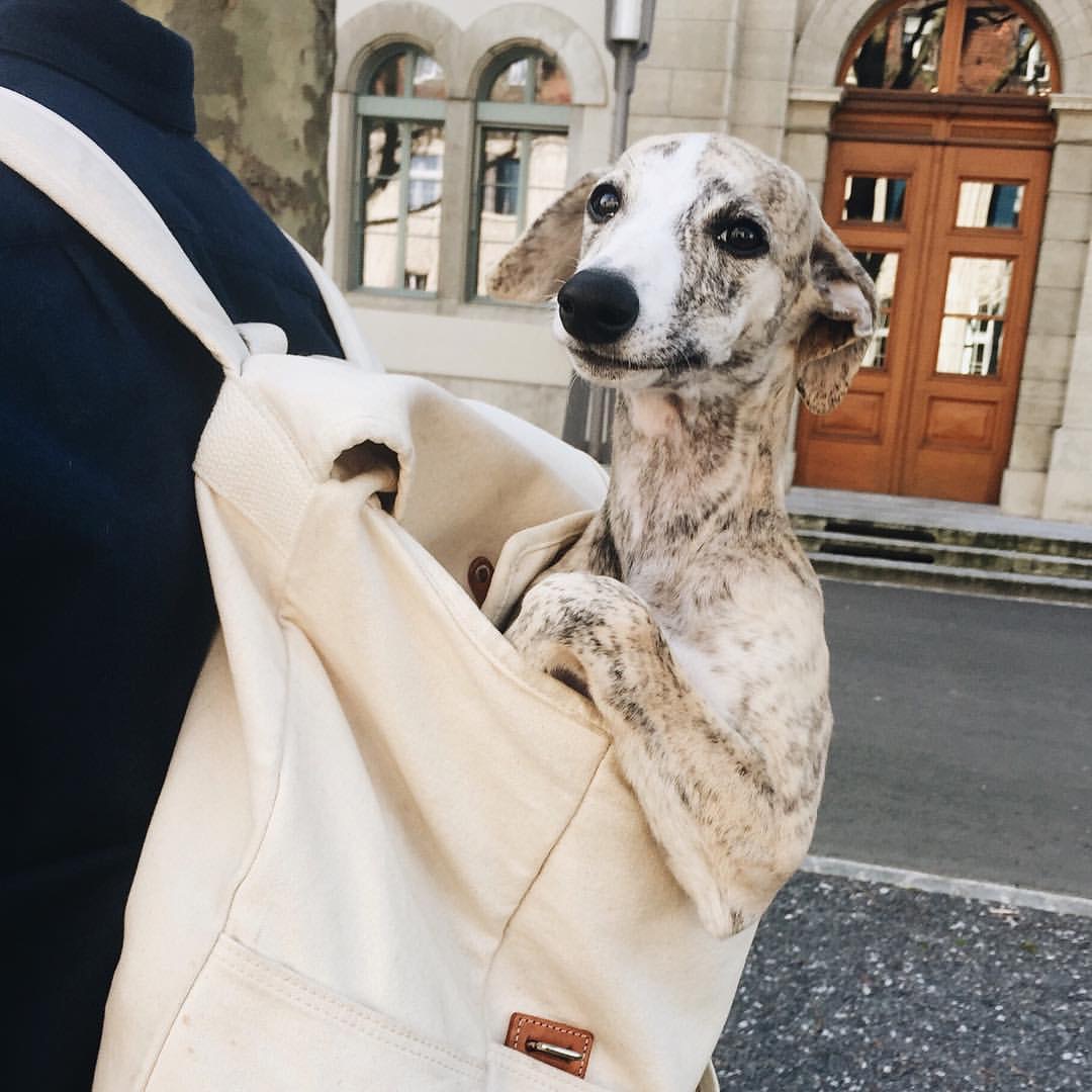 High Quality Whippet Blank Meme Template