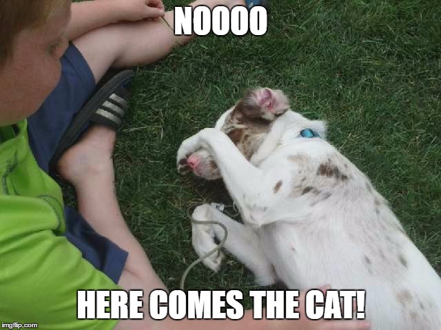 Who says cats are scared of dogs? | NOOOO; HERE COMES THE CAT! | image tagged in dogs,cute cat,funny animals | made w/ Imgflip meme maker
