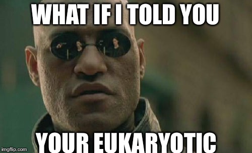 Matrix Morpheus | WHAT IF I TOLD YOU; YOUR EUKARYOTIC | image tagged in memes,matrix morpheus | made w/ Imgflip meme maker
