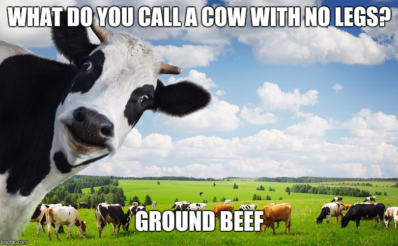 Delicious | WHAT DO YOU CALL A COW WITH NO LEGS? GROUND BEEF | image tagged in cows,memes,funny | made w/ Imgflip meme maker