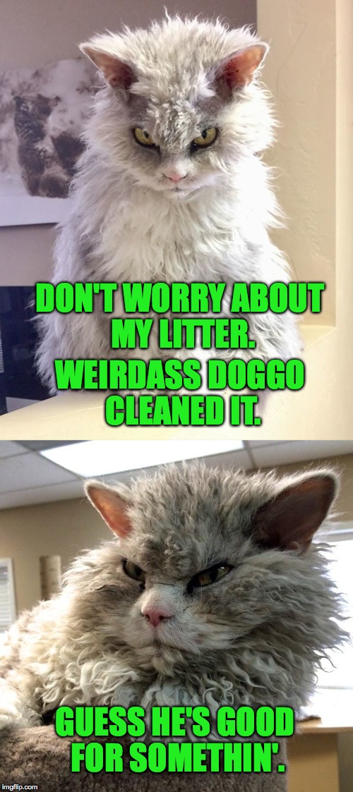 Optimism, Pompous Albert Style | DON'T WORRY ABOUT MY LITTER. WEIRDASS DOGGO CLEANED IT. GUESS HE'S GOOD FOR SOMETHIN'. | image tagged in litter cleaner | made w/ Imgflip meme maker