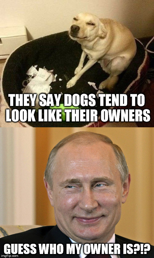 Putin the dog lover | THEY SAY DOGS TEND TO LOOK LIKE THEIR OWNERS; GUESS WHO MY OWNER IS?!? | image tagged in vladimir putin,putin,dog,dog ate homework,cute,funny memes | made w/ Imgflip meme maker