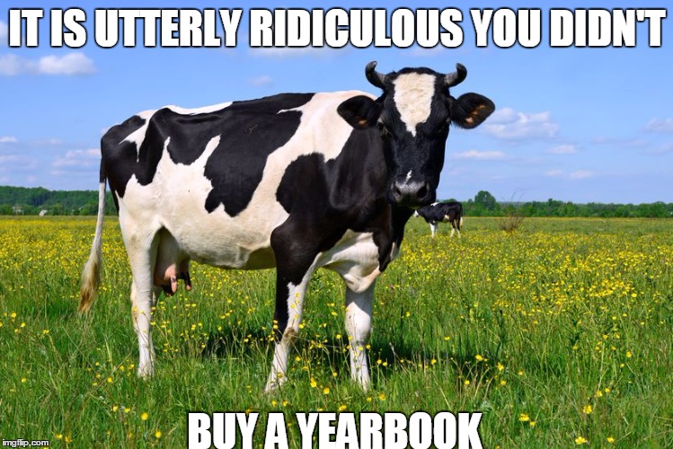 IT IS UTTERLY RIDICULOUS YOU DIDN'T; BUY A YEARBOOK | image tagged in cow | made w/ Imgflip meme maker