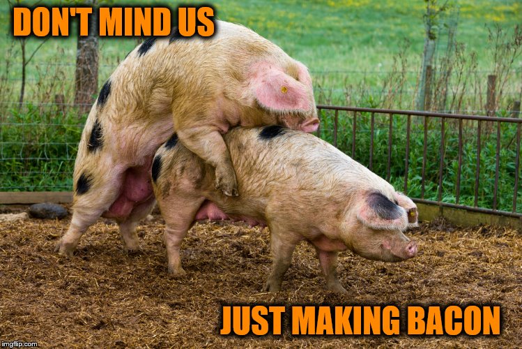 Making Bacon | DON'T MIND US JUST MAKING BACON | image tagged in making bacon | made w/ Imgflip meme maker
