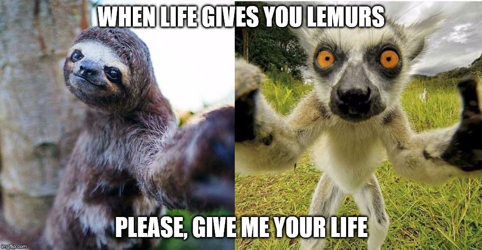 when life gives you lemurs | WHEN LIFE GIVES YOU LEMURS; PLEASE, GIVE ME YOUR LIFE | image tagged in sloth | made w/ Imgflip meme maker