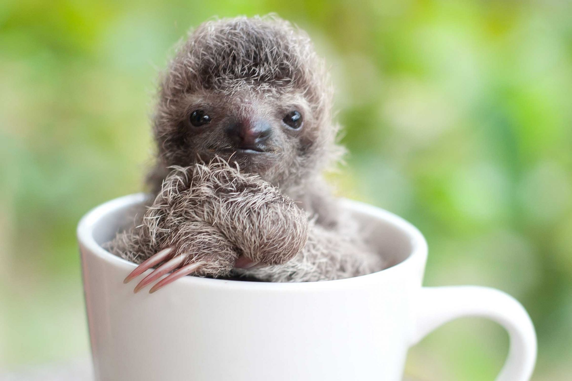 cup sloth Blank Meme Template