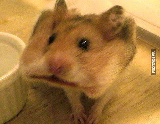 Craker Hamster Blank Meme Template