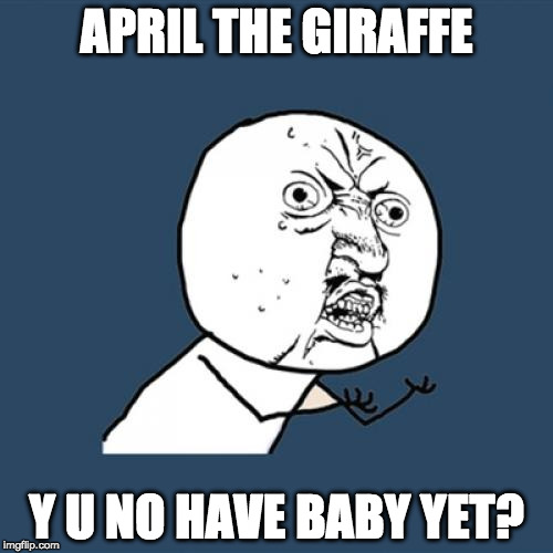 Come on already! | APRIL THE GIRAFFE; Y U NO HAVE BABY YET? | image tagged in memes,y u no,april,april the giraffe,giraffe baby,giraffe | made w/ Imgflip meme maker