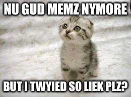 Sad Cat | NU GUD MEMZ NYMORE; BUT I TWYIED SO LIEK PLZ? | image tagged in memes,sad cat | made w/ Imgflip meme maker