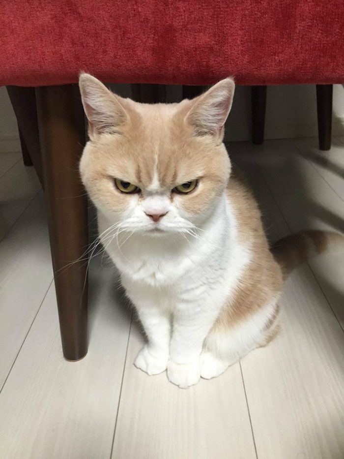 cat angry Blank Meme Template