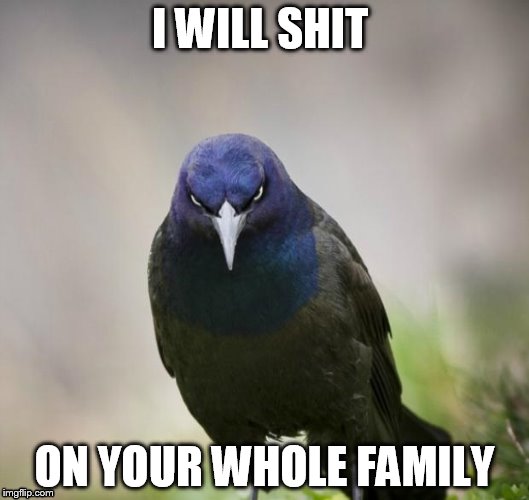 Angry Bird | I WILL SHIT; ON YOUR WHOLE FAMILY | image tagged in angry bird | made w/ Imgflip meme maker