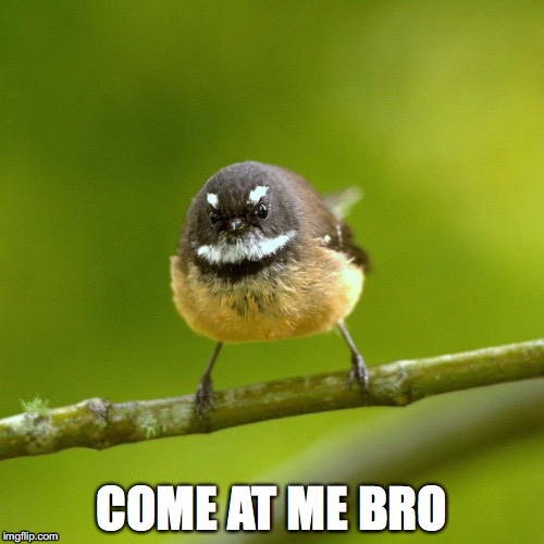 come at me bro | COME AT ME BRO | image tagged in fantail | made w/ Imgflip meme maker