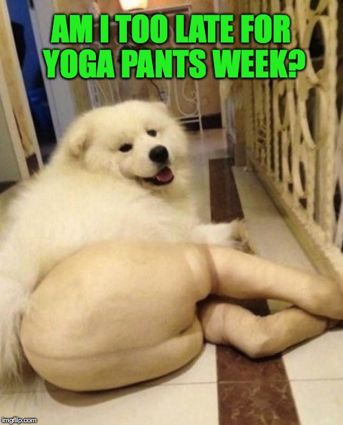 This Might Have Been Done Before, but hey, I'll take a chance here :-) | AM I TOO LATE FOR YOGA PANTS WEEK? | image tagged in doggo in mom's tights | made w/ Imgflip meme maker