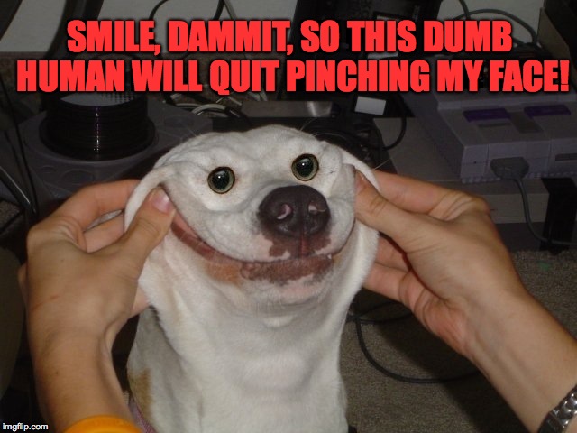Doggo Smile | SMILE, DAMMIT, SO THIS DUMB HUMAN WILL QUIT PINCHING MY FACE! | image tagged in dumb human | made w/ Imgflip meme maker