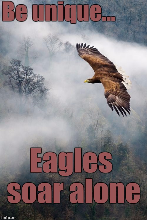 Pigeons flock togethor | Be unique... Eagles soar alone | image tagged in so true memes | made w/ Imgflip meme maker