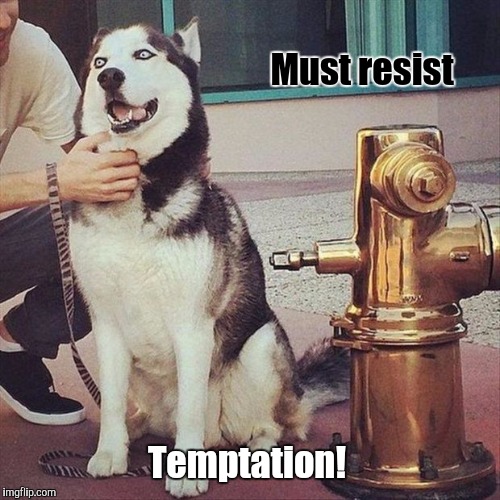 Why can't I?    Dog Week.  Tiger.leo event | Must resist; Temptation! | image tagged in dogs,dog week | made w/ Imgflip meme maker