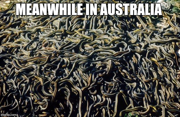 Snakes | MEANWHILE IN AUSTRALIA | image tagged in snakes | made w/ Imgflip meme maker