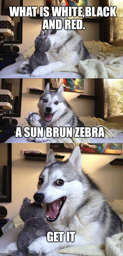 Zebra pun | WHAT IS WHITE,BLACK AND RED. A SUN BRUN ZEBRA; GET IT | image tagged in memes,bad pun dog | made w/ Imgflip meme maker