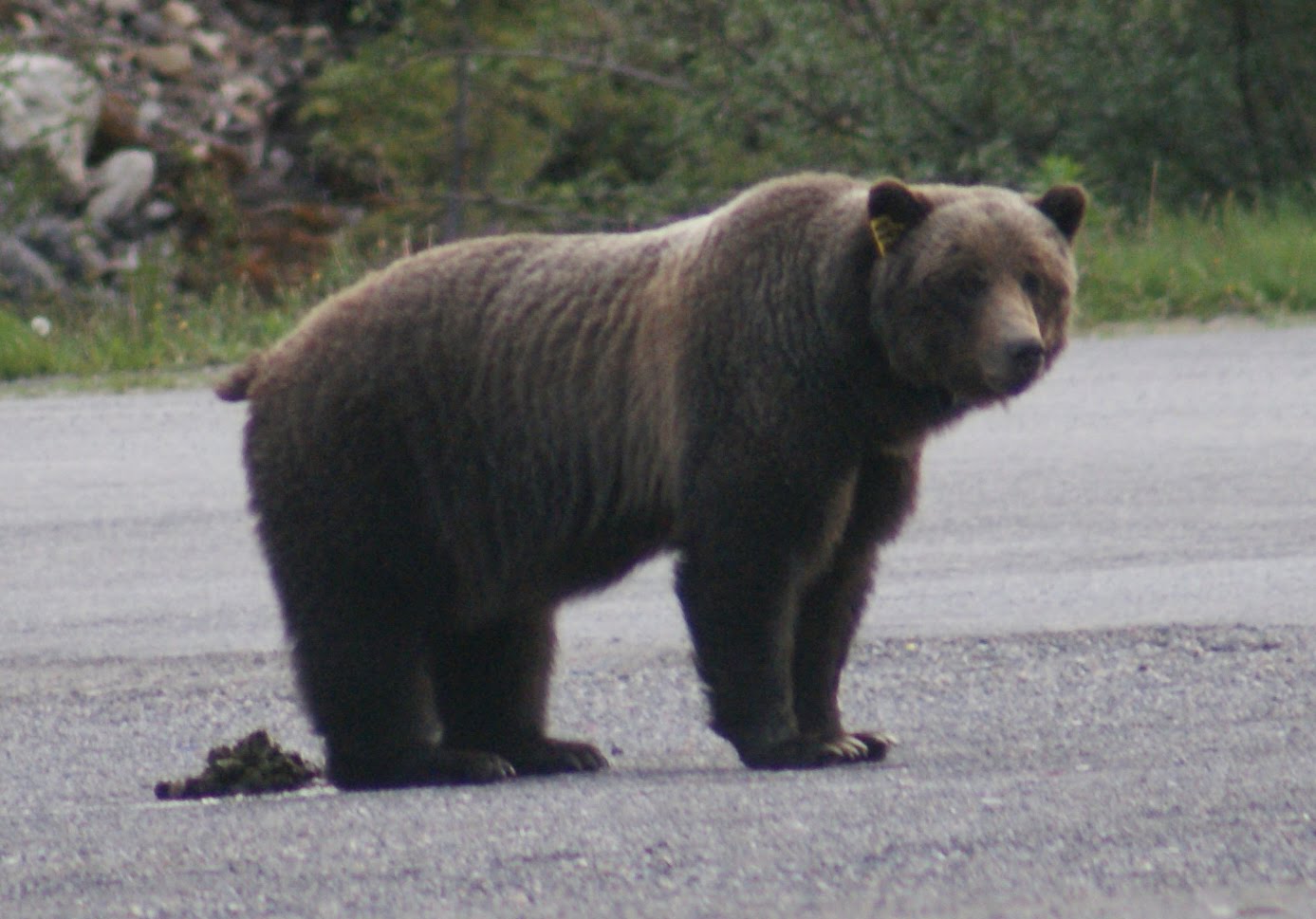 Aintthissomebearshit Blank Meme Template