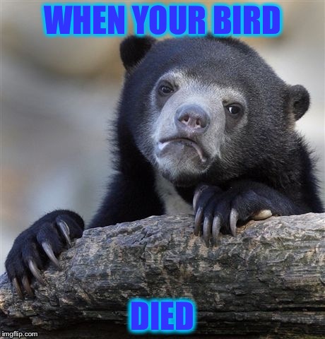 Confession Bear | WHEN YOUR BIRD; DIED | image tagged in memes,confession bear | made w/ Imgflip meme maker