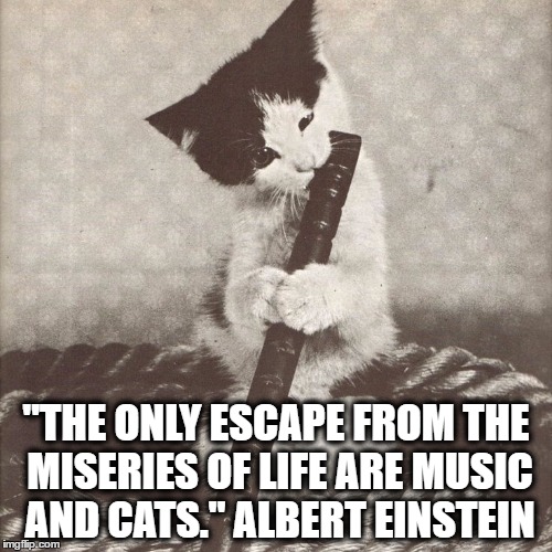 Music and cats | "THE ONLY ESCAPE FROM THE MISERIES OF LIFE ARE MUSIC AND CATS." ALBERT EINSTEIN | image tagged in cute,music,cats,einstein | made w/ Imgflip meme maker